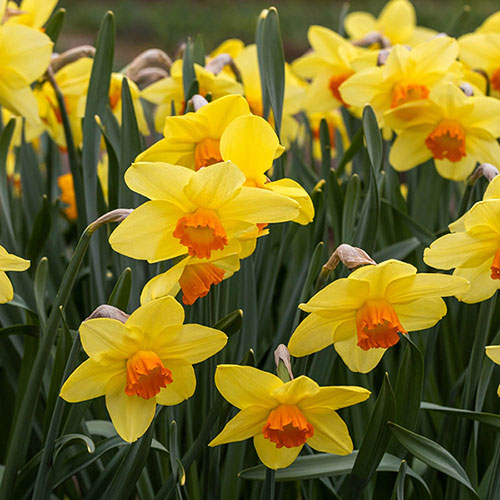 Daffodil Red Devon Daffodil Red Devon