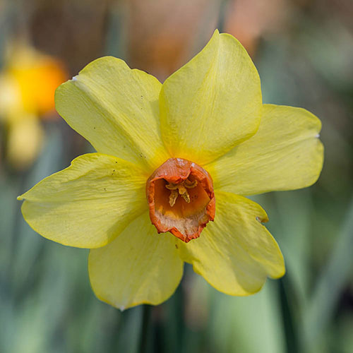Daffodil Red Devon Daffodil Red Devon