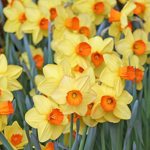 Daffodil Red Devon Daffodil Red Devon