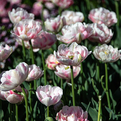 Tulip Finola