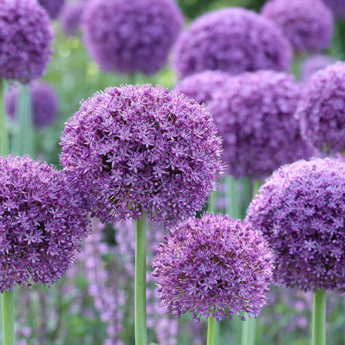 Allium Gladiator Allium Gladiator