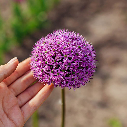 Allium Gladiator Allium Gladiator