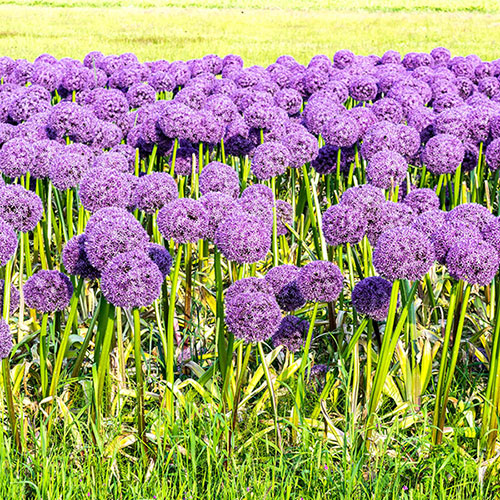 Allium Gladiator Allium Gladiator