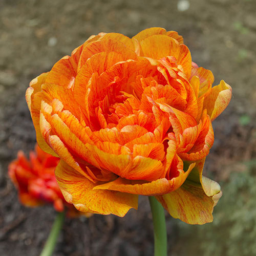 Tulip Sun Lover Tulip Sun Lover