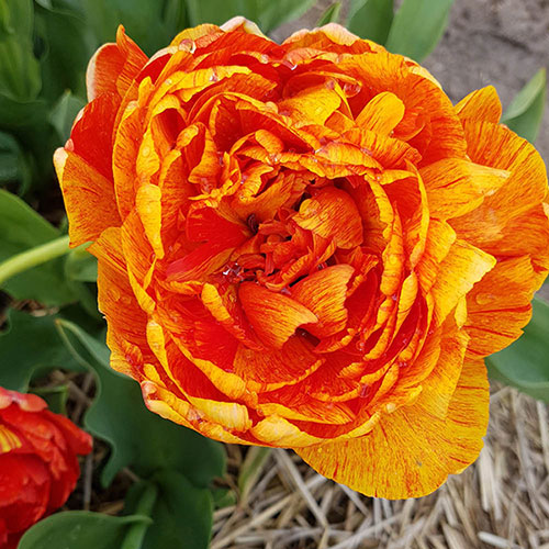 Tulip Sun Lover Tulip Sun Lover