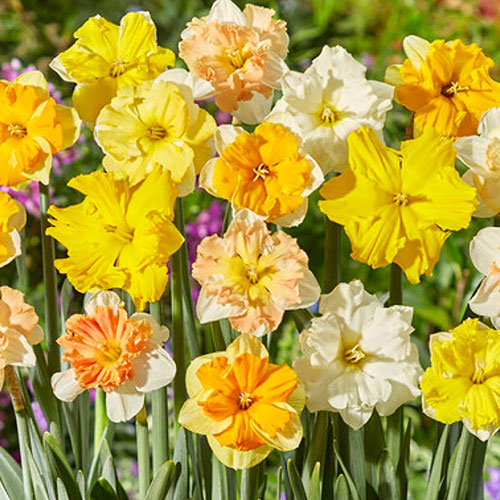 Collared Daffodil Mix Collared Daffodil Mix