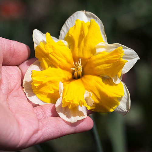 Collared Daffodil Mix Collared Daffodil Mix