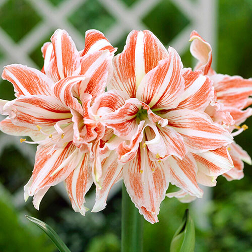 Amaryllis Bulb Collection Amaryllis Bulb Collection