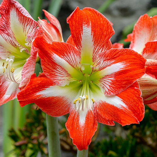 Amaryllis Bulb Collection Amaryllis Bulb Collection