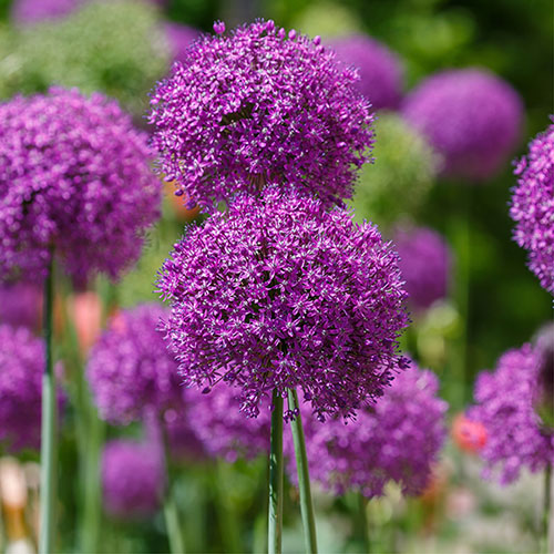 Allium Purple Sensation Allium Purple Sensation