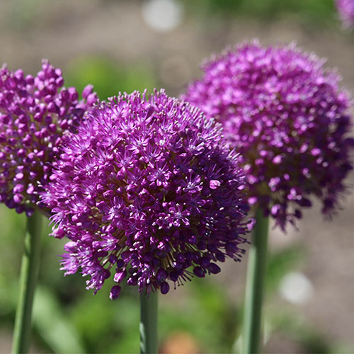 Allium Purple Sensation Allium Purple Sensation