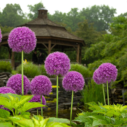 Allium Purple Sensation Allium Purple Sensation