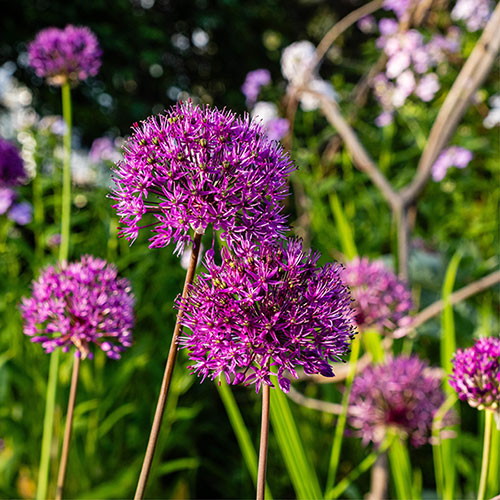 Allium Purple Sensation Allium Purple Sensation