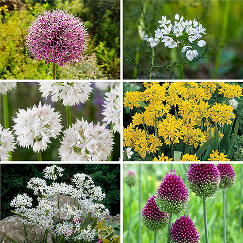 Mixed Allium Bulbs
