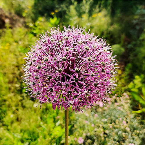 Mixed Allium Bulbs