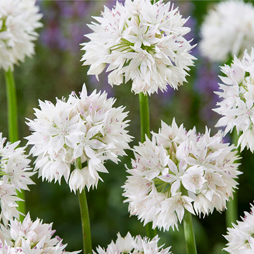 Mixed Allium Bulbs
