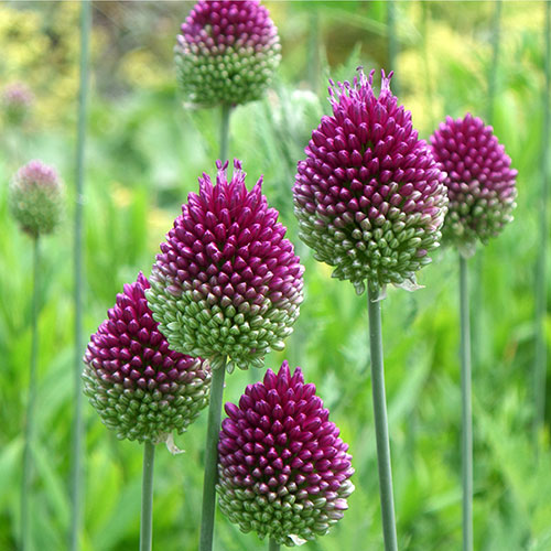 Mixed Allium Bulbs