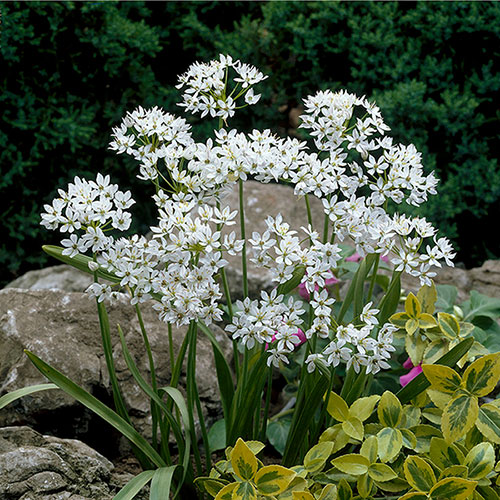 Mixed Allium Bulbs