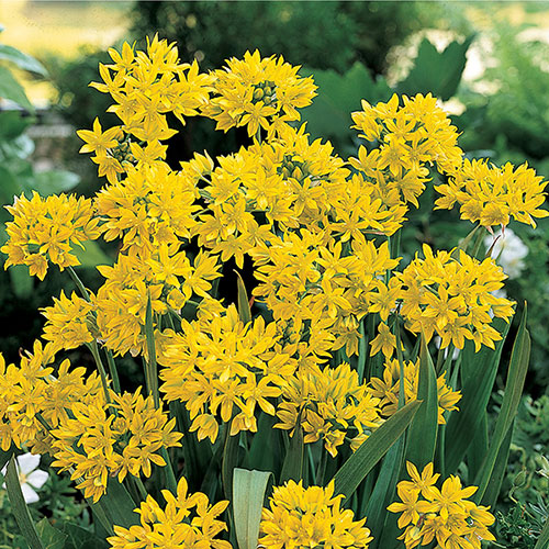 Mixed Allium Bulbs