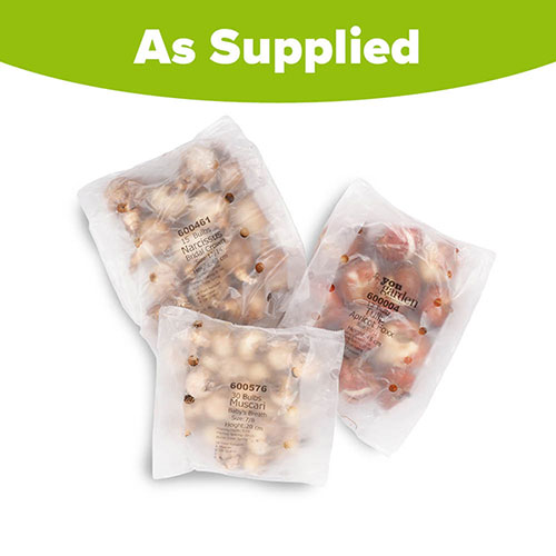 Blush & Champagne Luxury Bulb Lasagne Kit Blush & Champagne Luxury Bulb Lasagne Kit