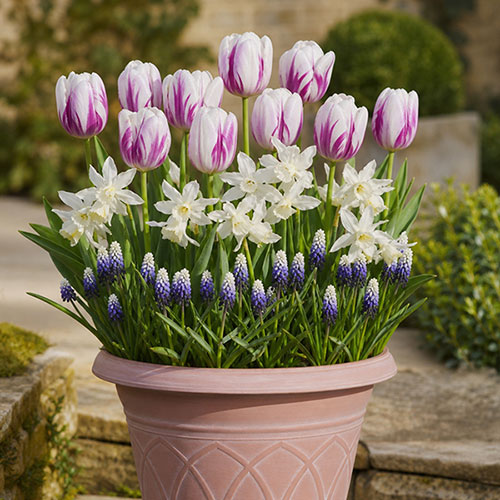 Porcelain & Amethyst Luxury Bulb Lasagne Kit Porcelain & Amethyst Luxury Bulb Lasagne Kit