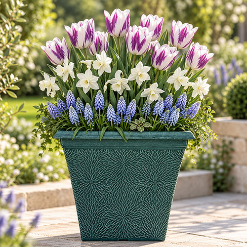 Porcelain & Amethyst Luxury Bulb Lasagne Kit Porcelain & Amethyst Luxury Bulb Lasagne Kit