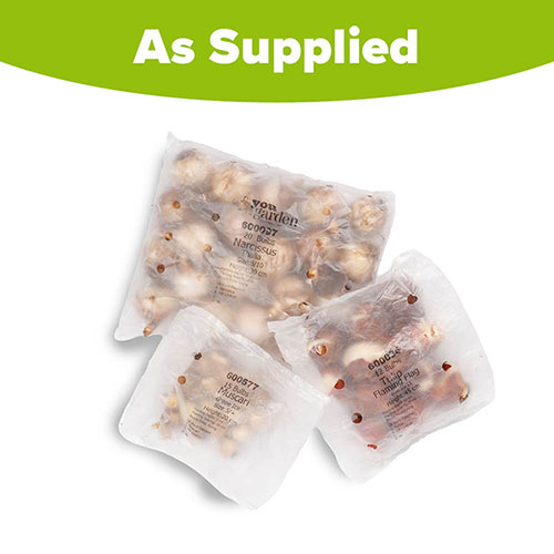 Porcelain & Amethyst Luxury Bulb Lasagne Kit