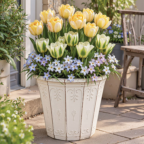 Lemon & Lime Luxury Bulb Lasagne Kit Lemon & Lime Luxury Bulb Lasagne Kit