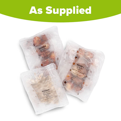 Lemon & Lime Luxury Bulb Lasagne Kit Lemon & Lime Luxury Bulb Lasagne Kit