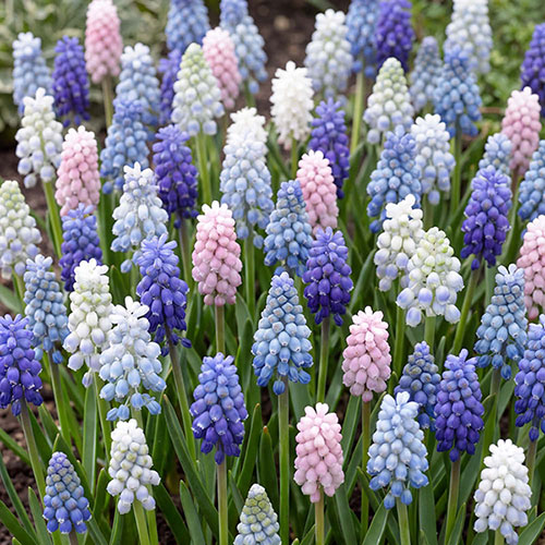 Muscari Rainbow Mixed Muscari Rainbow Mixed