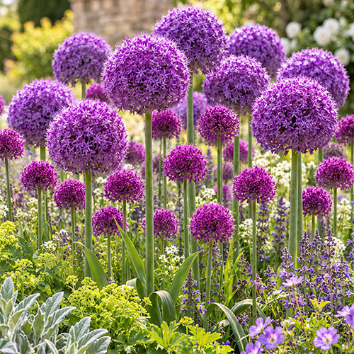 Allium Little & Large Collection Allium Little & Large Collection