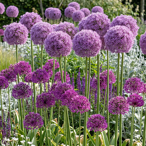Allium Little & Large Collection Allium Little & Large Collection
