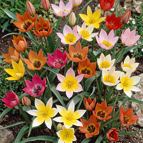 Tulip Spring Tapestry Tulip Spring Tapestry