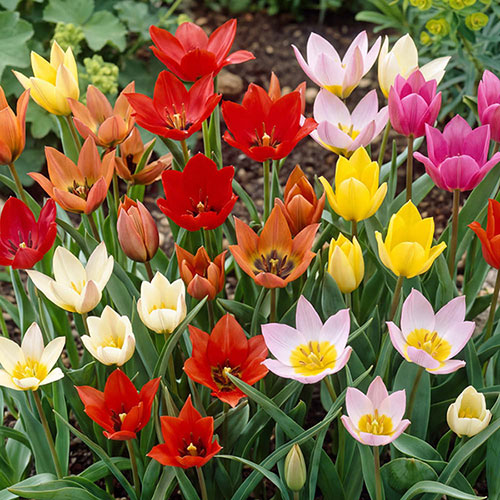 Tulip Spring Tapestry Tulip Spring Tapestry