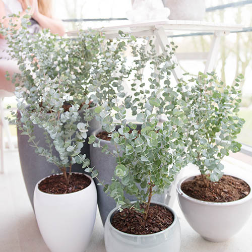 Eucalyptus Special Silver