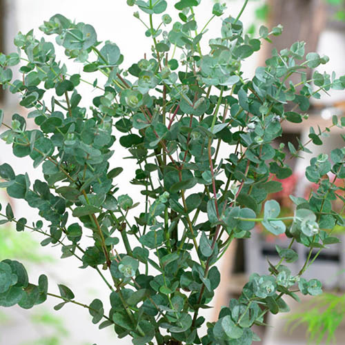 Eucalyptus Special Silver