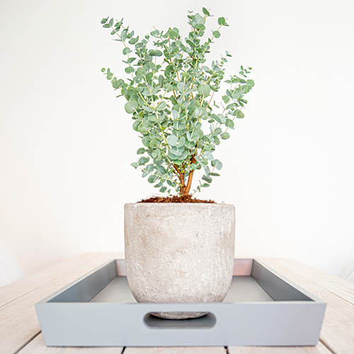 Eucalyptus Special Silver