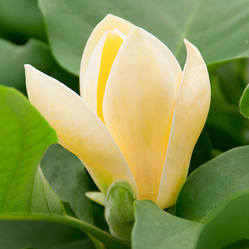 Magnolia Yellow Bird