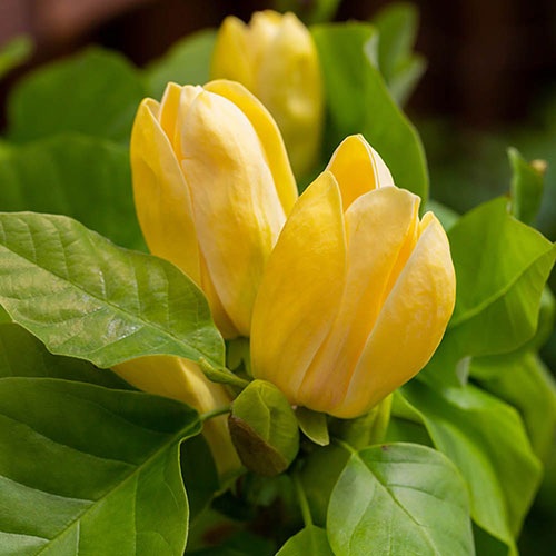Magnolia Yellow Bird