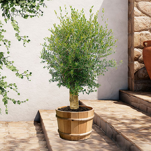 Extra Large Classic Olive Tree
