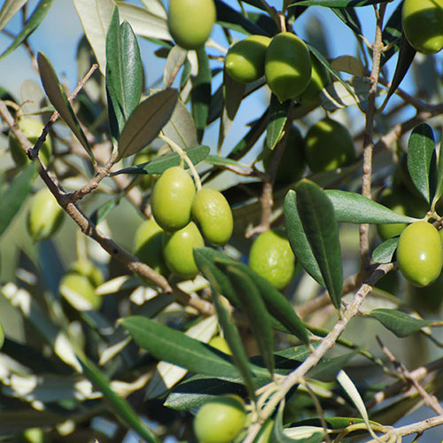 Extra Large Classic Olive Tree