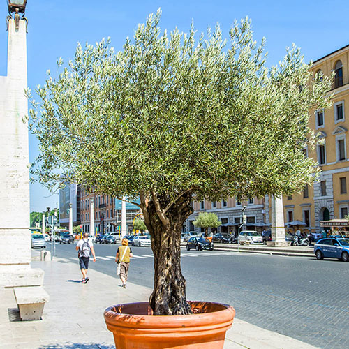 Extra Large Classic Olive Tree