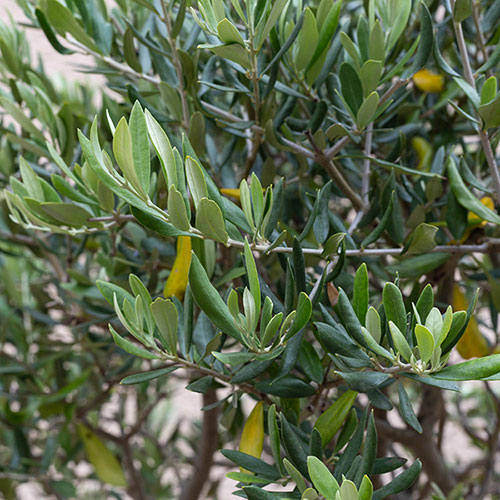 Extra Large Classic Olive Tree