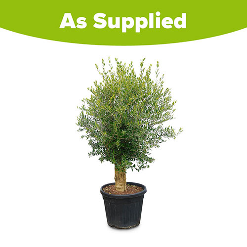 Extra Large Classic Olive Tree