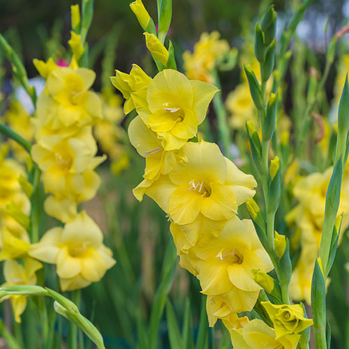 Glamorous Gladioli