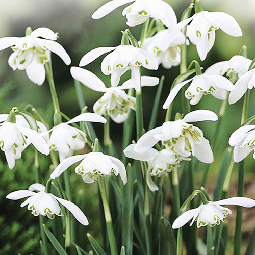 Double-Flowered Snowdrops In The Green