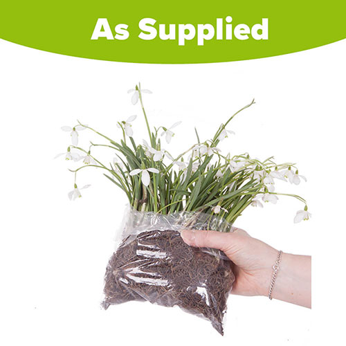 Double-Flowered Snowdrops In The Green