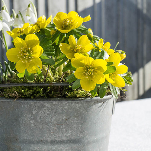 British Native Aconites In the Green British Native Aconites In the Green