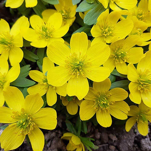 British Native Aconites In the Green British Native Aconites In the Green