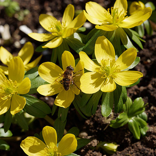 British Native Aconites In the Green British Native Aconites In the Green